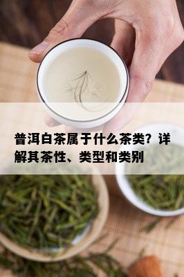 普洱白茶属于什么茶类？详解其茶性、类型和类别