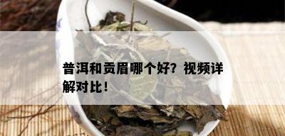 普洱和贡眉哪个好？视频详解对比！