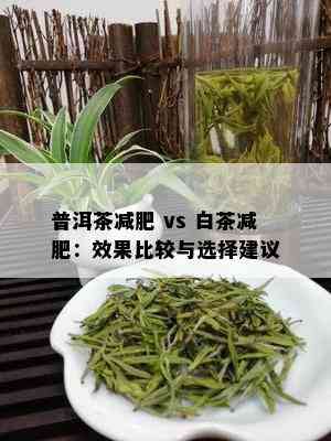 普洱茶减肥 vs 白茶减肥：效果比较与选择建议