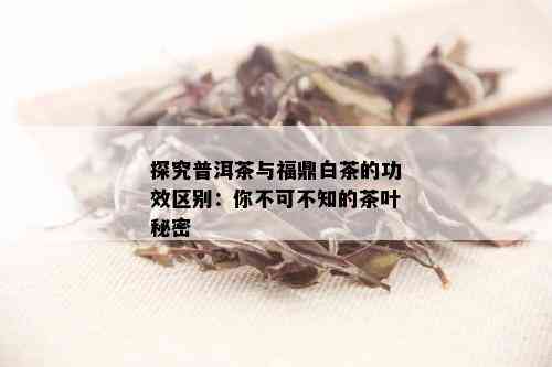 探究普洱茶与福鼎白茶的功效区别：你不可不知的茶叶秘密