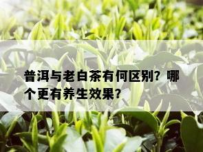 普洱与老白茶有何区别？哪个更有养生效果？