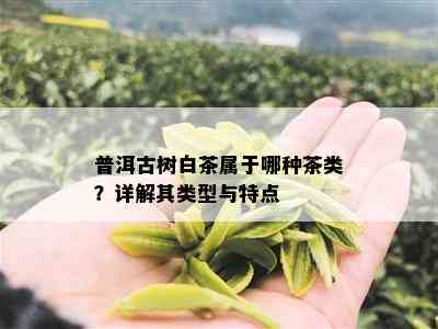 普洱古树白茶属于哪种茶类？详解其类型与特点