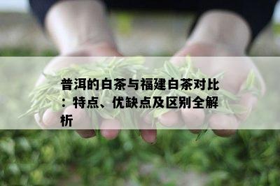 普洱的白茶与福建白茶对比：特点、优缺点及区别全解析