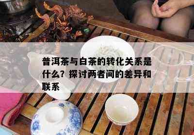 普洱茶与白茶的转化关系是什么？探讨两者间的差异和联系