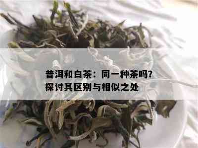 普洱和白茶：同一种茶吗？探讨其区别与相似之处