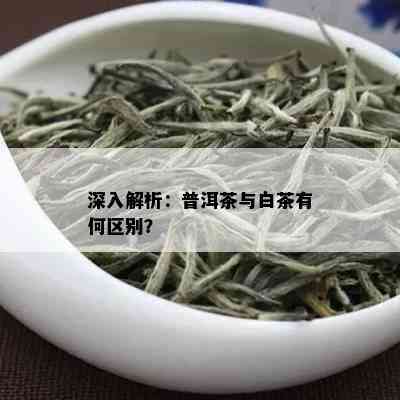 深入解析：普洱茶与白茶有何区别？