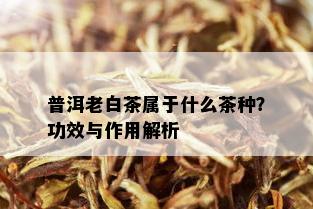 普洱老白茶属于什么茶种？功效与作用解析