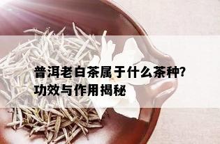 普洱老白茶属于什么茶种？功效与作用揭秘