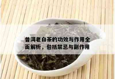 普洱老白茶的功效与作用全面解析，包括禁忌与副作用