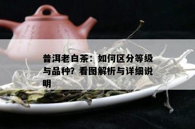 普洱老白茶：如何区分等级与品种？看图解析与详细说明