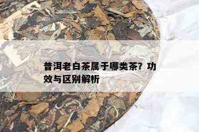 普洱老白茶属于哪类茶？功效与区别解析