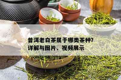 普洱老白茶属于哪类茶种？详解与图片、视频展示