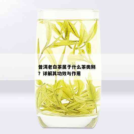 普洱老白茶属于什么茶类别？详解其功效与作用