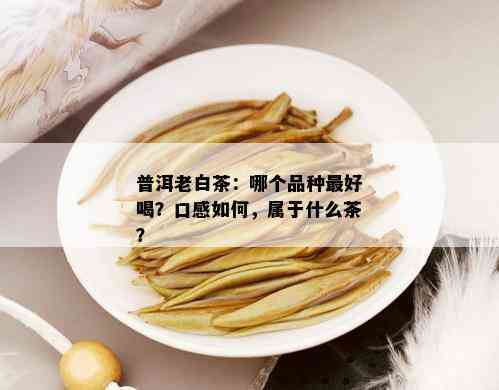 普洱老白茶：哪个品种更好喝？口感如何，属于什么茶？