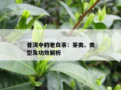 普洱中的老白茶：茶类、类型及功效解析