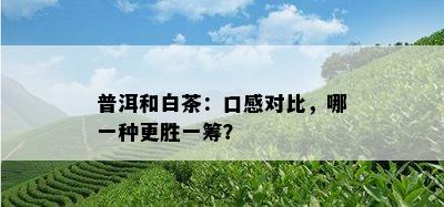 普洱和白茶：口感对比，哪一种更胜一筹？