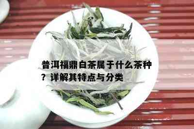 普洱福鼎白茶属于什么茶种？详解其特点与分类