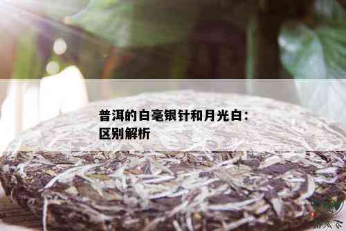 普洱的白毫银针和月光白：区别解析