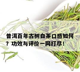 普洱百年古树白茶口感如何？功效与评价一网打尽！