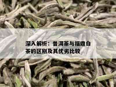 深入解析：普洱茶与福鼎白茶的区别及其优劣比较