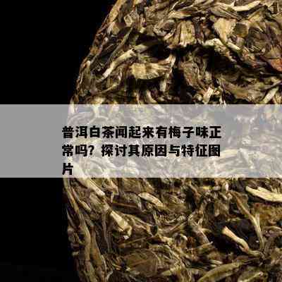 普洱白茶闻起来有梅子味正常吗？探讨其原因与特征图片