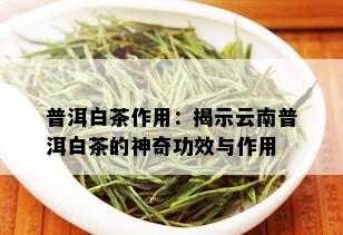 普洱白茶作用：揭示云南普洱白茶的神奇功效与作用