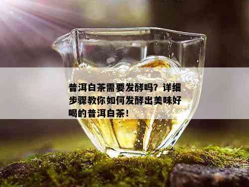 普洱白茶需要发酵吗？详细步骤教你如何发酵出美味好喝的普洱白茶！