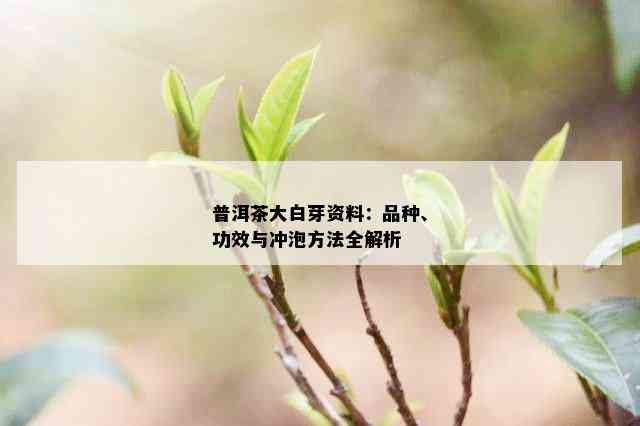 普洱茶大白芽资料：品种、功效与冲泡方法全解析