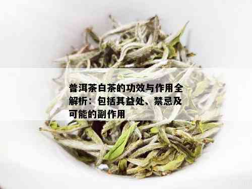 普洱茶白茶的功效与作用全解析：包括其益处、禁忌及可能的副作用