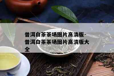 普洱白茶茶场图片高清版-普洱白茶茶场图片高清版大全