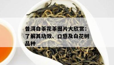 普洱白茶花茶图片大欣赏：了解其功效、口感及白花树品种