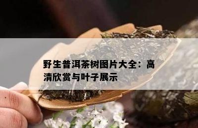 野生普洱茶树图片大全：高清欣赏与叶子展示