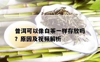 普洱可以像白茶一样存放吗？原因及视频解析