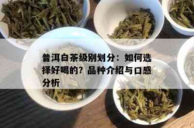 普洱白茶级别划分：如何选择好喝的？品种介绍与口感分析