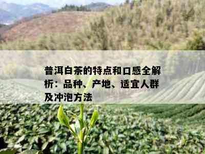 普洱白茶的特点和口感全解析：品种、产地、适宜人群及冲泡方法