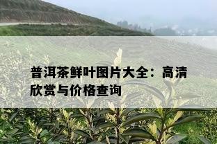 普洱茶鲜叶图片大全：高清欣赏与价格查询