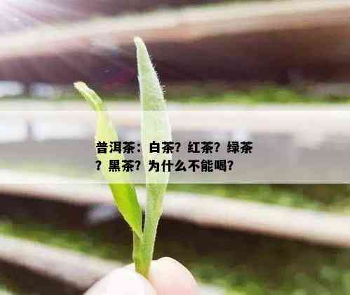 普洱茶：白茶？红茶？绿茶？黑茶？为什么不能喝？