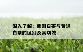 深入了解：普洱白茶与普通白茶的区别及其功效