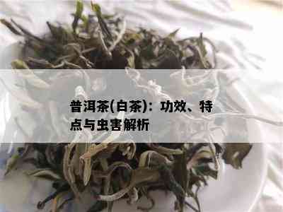 普洱茶(白茶)：功效、特点与虫害解析