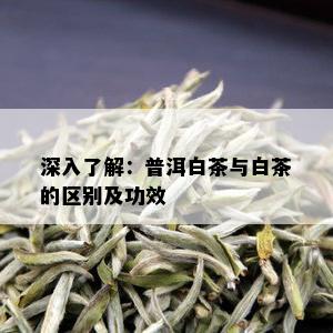 深入了解：普洱白茶与白茶的区别及功效