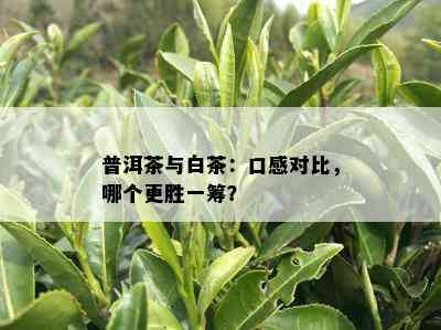 普洱茶与白茶：口感对比，哪个更胜一筹？