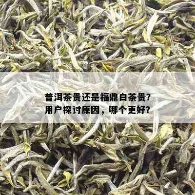 普洱茶贵还是福鼎白茶贵？用户探讨原因，哪个更好？