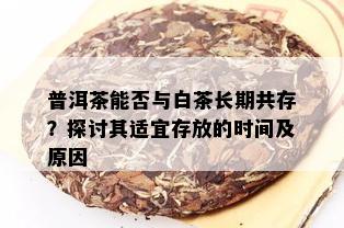 普洱茶能否与白茶长期共存？探讨其适宜存放的时间及原因