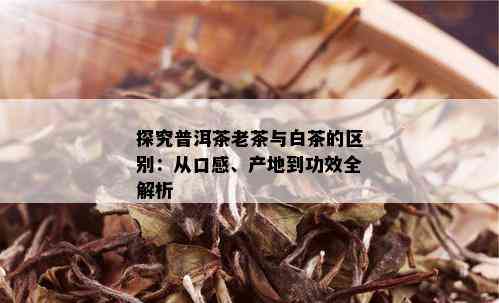 探究普洱茶老茶与白茶的区别：从口感、产地到功效全解析