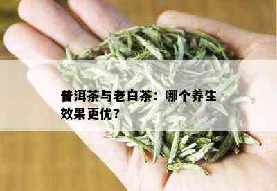 普洱茶与老白茶：哪个养生效果更优?