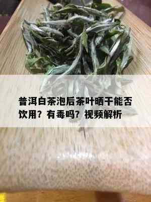 普洱白茶泡后茶叶晒干能否饮用？有吗？视频解析