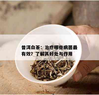 普洱白茶：治疗哪些病菌最有效？了解其好处与作用