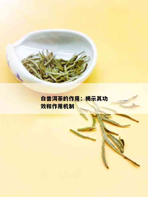 白普洱茶的作用：揭示其功效和作用机制