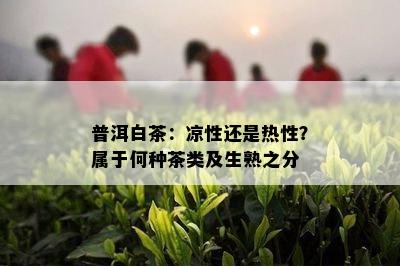 普洱白茶：凉性还是热性？属于何种茶类及生熟之分