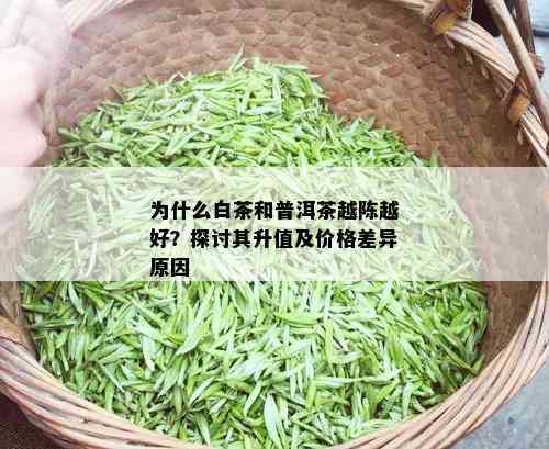 为什么白茶和普洱茶越陈越好？探讨其升值及价格差异原因